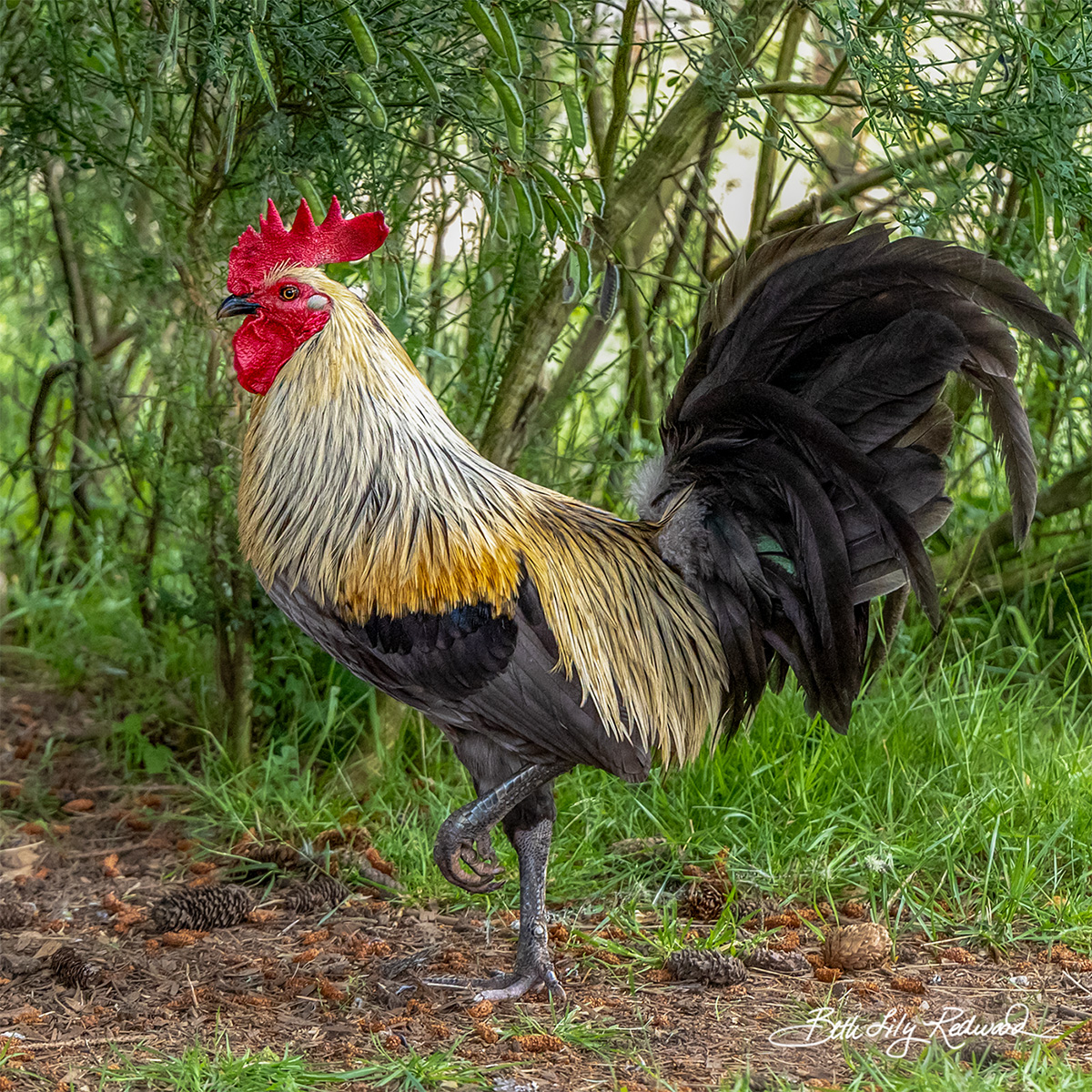 Chickens – Veganville