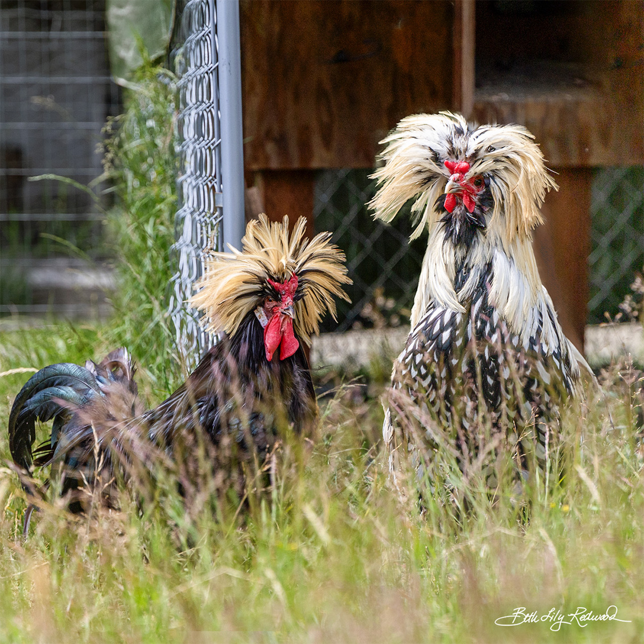 Chickens – Veganville